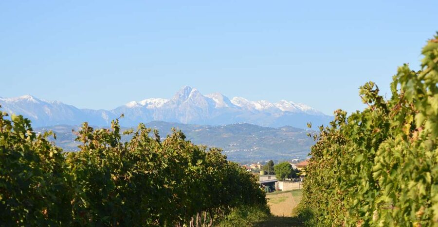 Abruzzo: Historic Cellar Wine Tour and Tasting - Five Abruzzo wines at the tasting table