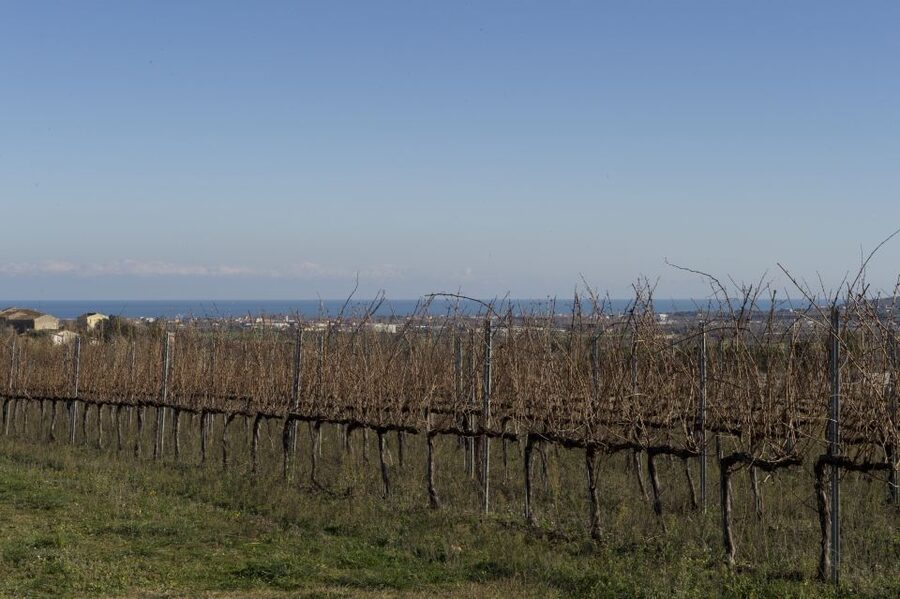 Abruzzo: Historic Cellar Wine Tour and Tasting - How the $41 price measures up