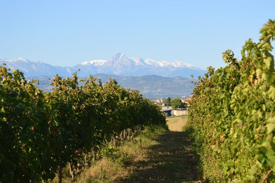 Abruzzo: Historic Cellar Wine Tour and Tasting - What the cellar adds to the experience