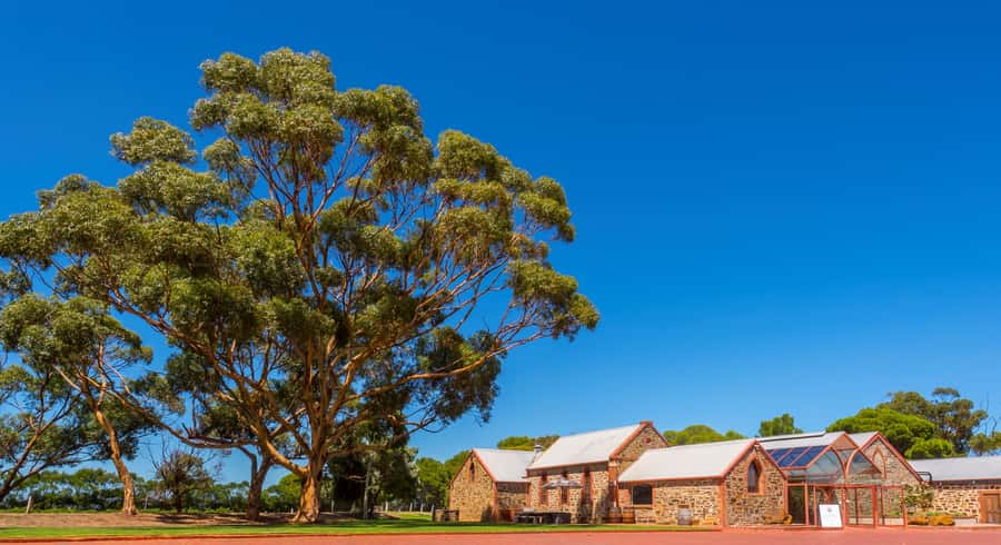 Adelaide: Half-day McLaren Vale & Glenelg Wine Tasting Tour - Haselgrove Wines: the more structured tasting