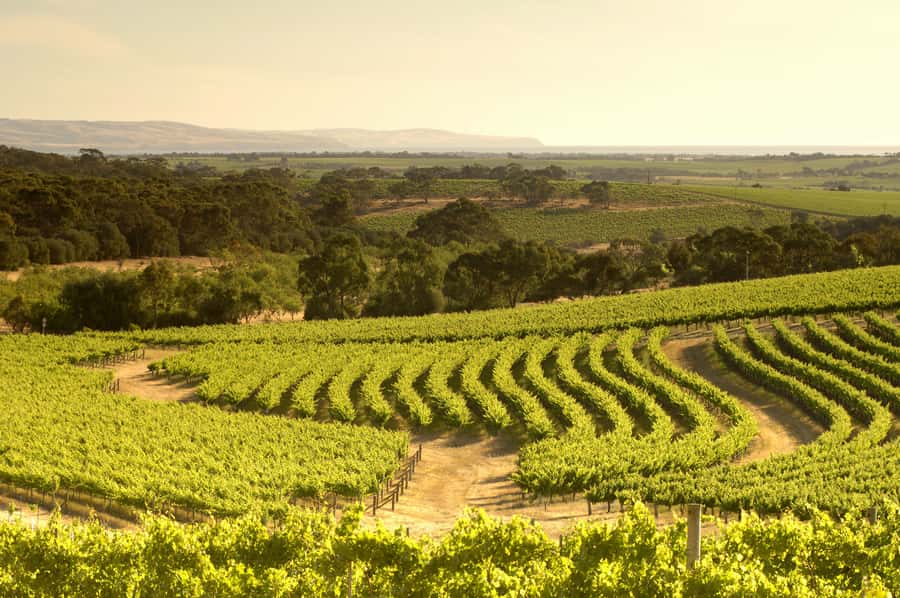 Adelaide: Half-day McLaren Vale & Glenelg Wine Tasting Tour - The guide can shape the whole afternoon