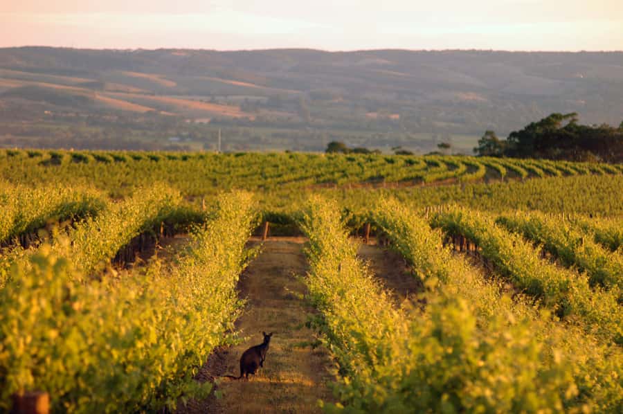 Adelaide: Highlights, Hahndorf & McLaren Vale Wine Tasting - Chapel Hill’s historic setting