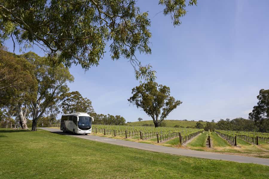 Adelaide: Small Group Tour of Barossa, Wineries with Lunch - Maggie Beers Farm Shop closes the day with food shopping