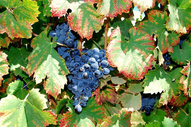 African Story Wine Tours in the Cape Winelands - Cheese, chocolate, olives, and Cape port