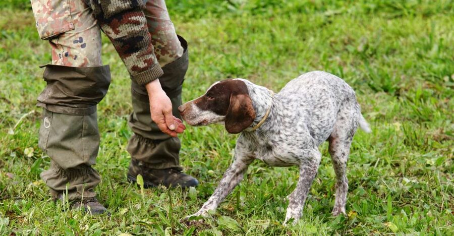 Alba: Truffle Hunting with Cheese, Truffle, & Wine Tastings - The Dogs Are the Main Attraction
