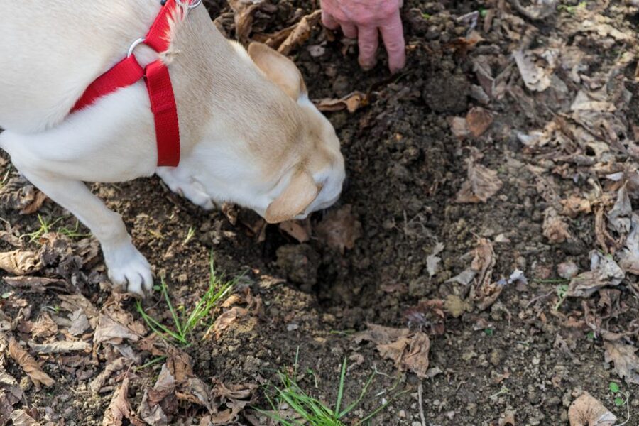 Alba: Truffle Hunting with Cheese, Truffle, & Wine Tastings - What You Learn in the Woods