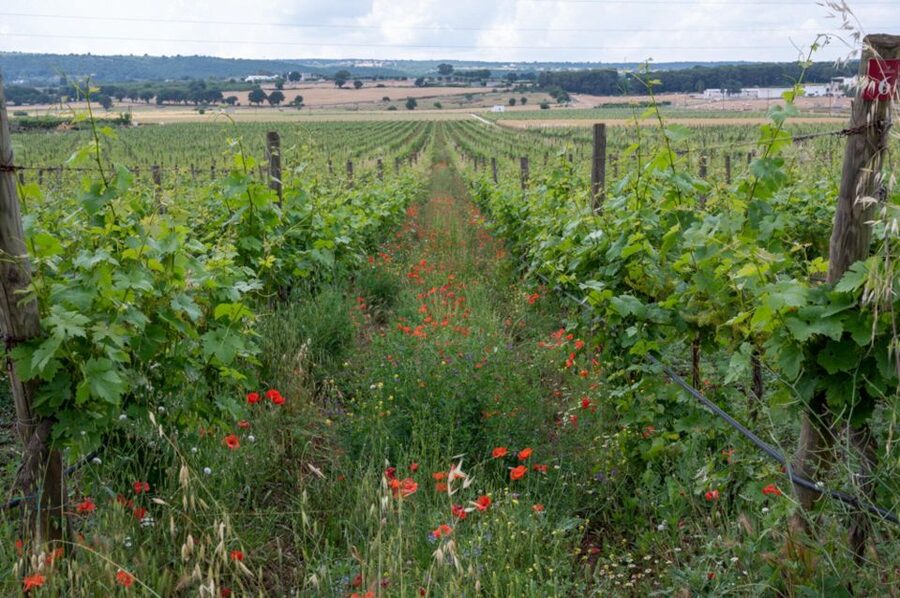Alberobello: Winery Tour with Wine and Food Tasting - Why the food pairing is worth your time