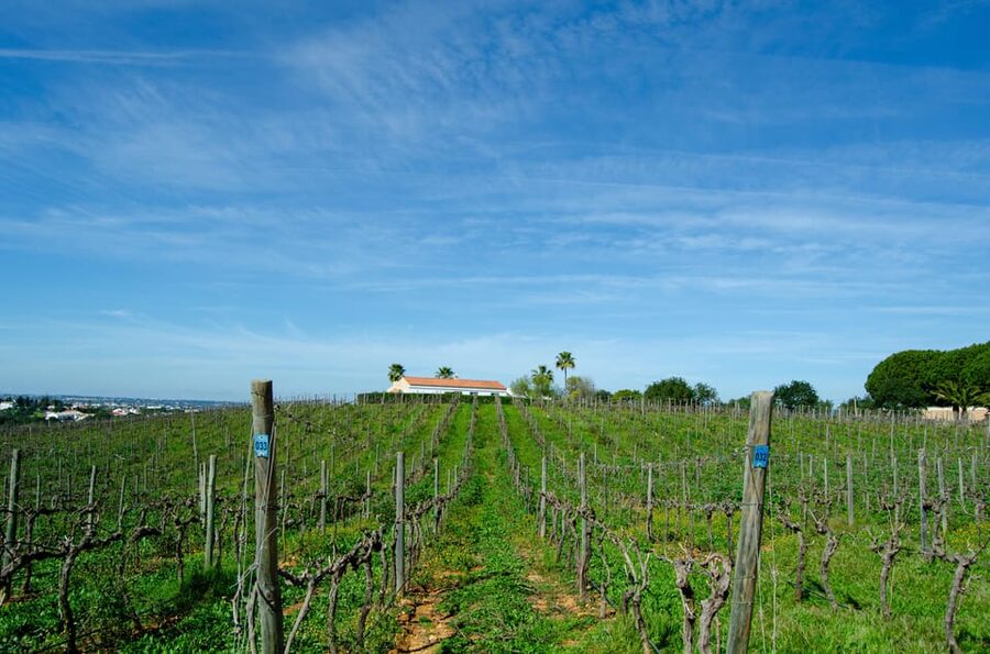 Albufeira: City Highlights & WINE TASTING - Comfort, timing, and a few limitations