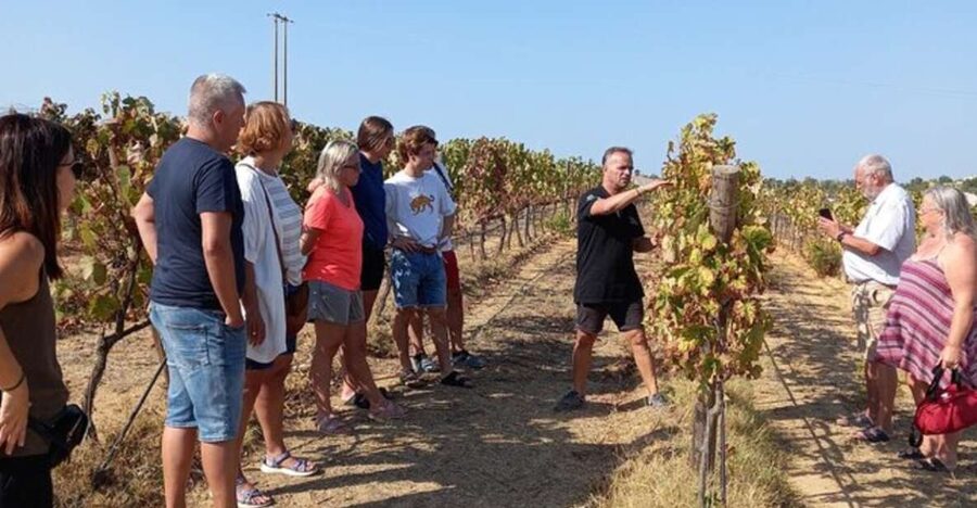 Albufeira/Vilamoura: Winery Tour with Wine Tasting and Tapas - From Albufeira streets to the vines