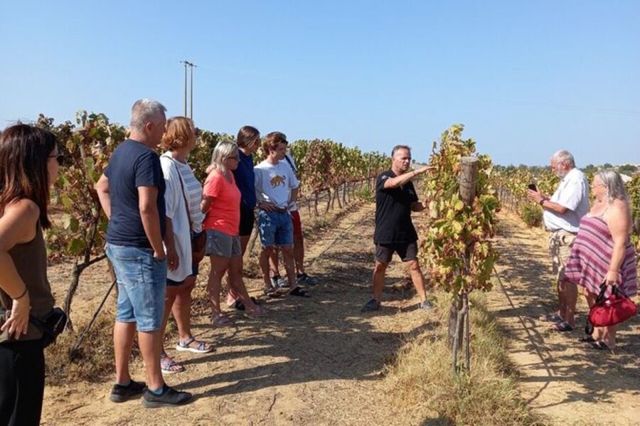 Albufeira/Vilamoura: Winery Tour with Wine Tasting and Tapas - Tasting four wines, from sparkling to red