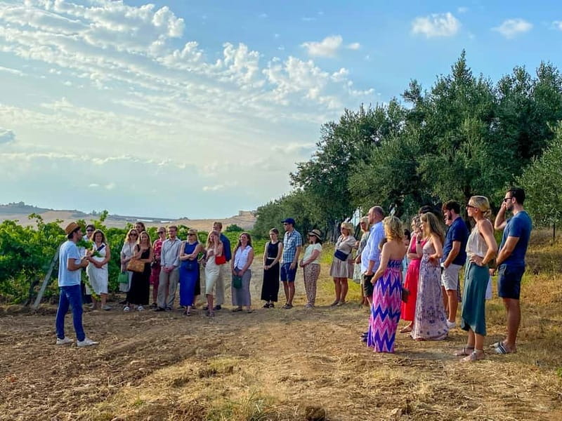 Alcamo: Natural Wine & Olive Oil Tasting - Sicily - Walking the vineyard and learning about the work