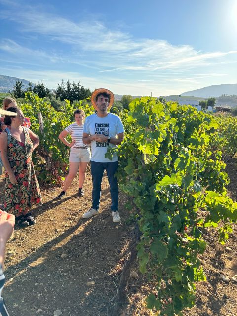 Alcamo: Natural Wine & Olive Oil Tasting - Sicily - The technical natural wine tasting