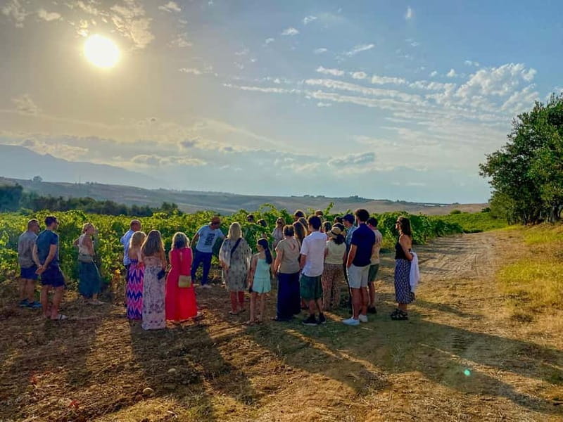 Alcamo: Natural Wine & Olive Oil Tasting - Sicily - Sicilian food that makes the tasting worthwhile