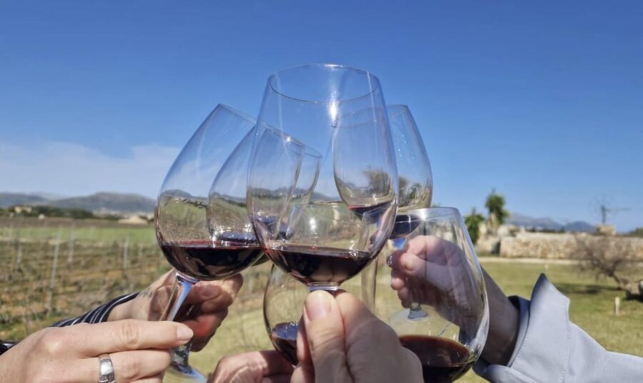 Alcúdia/Can Picafort: Guided Vineyard Visit and Wine Tasting - A small winery with a personal touch