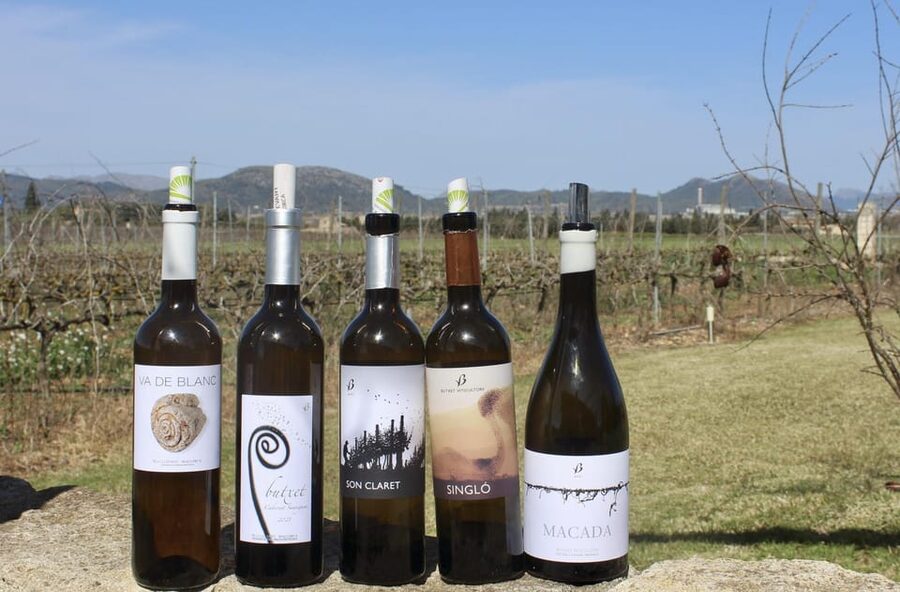 Alcúdia/Can Picafort: Guided Vineyard Visit and Wine Tasting - Walking through the vines