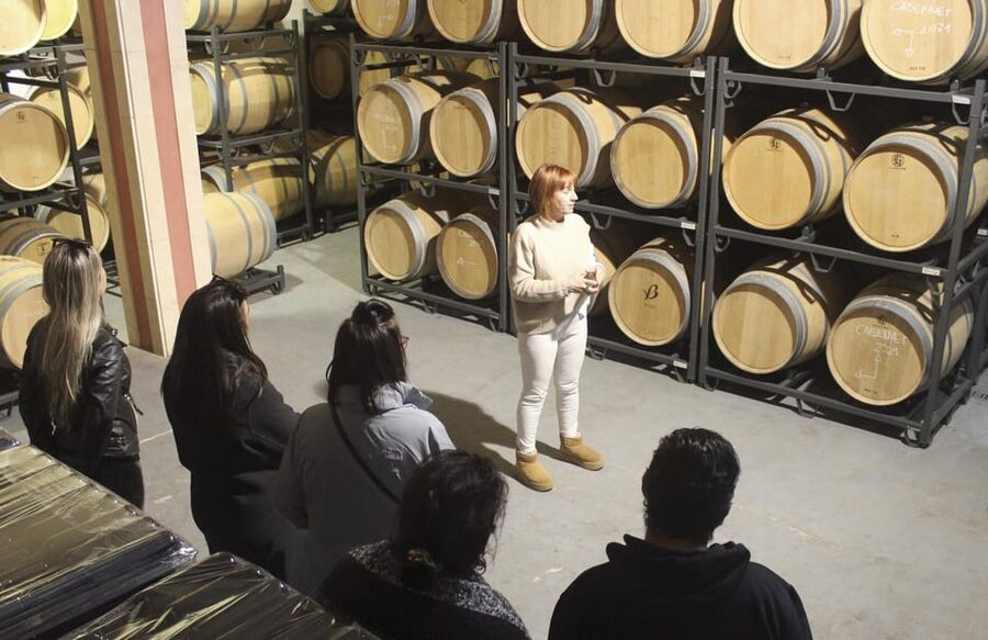 Alcúdia/Can Picafort: Guided Vineyard Visit and Wine Tasting - Buying bottles at special prices