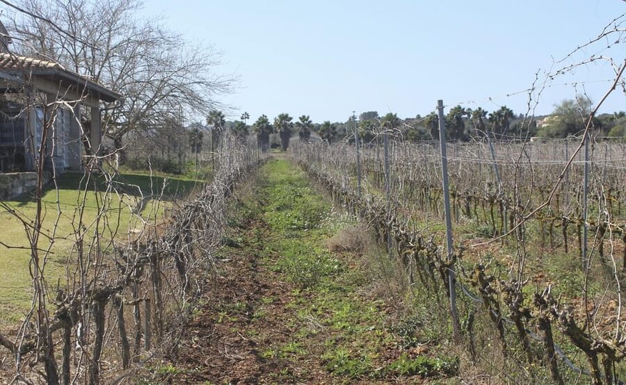 Alcúdia/Can Picafort: Guided Vineyard Visit and Wine Tasting - Getting there from Alcudia, Playa de Muro, and Can Picafort