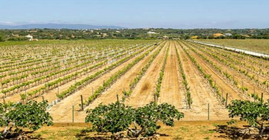Algarve: Classic Wine Tour & Tasting in Silves - Why this Silves wine visit feels more personal