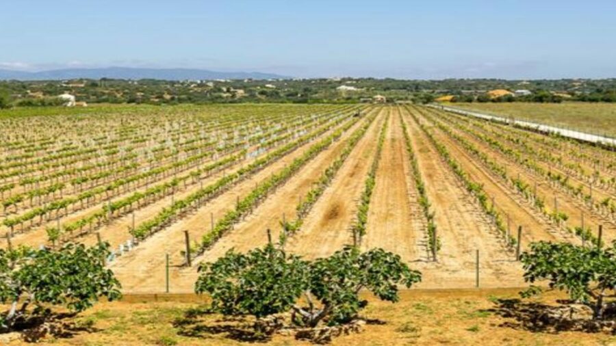 Algarve: Classic Wine Tour & Tasting in Silves - Seeing the vineyard and Algarve grape varieties