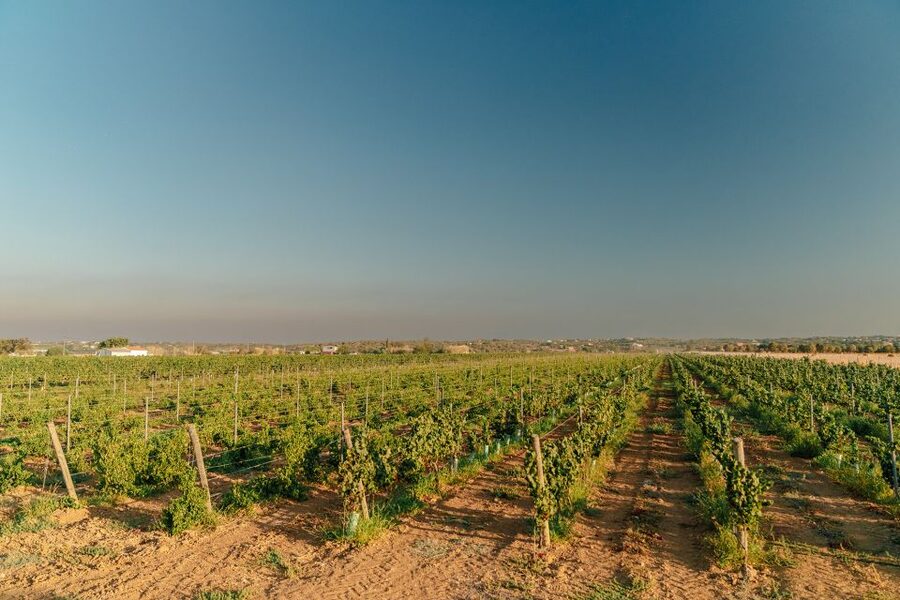 Algarve: Classic Wine Tour & Tasting in Silves - Getting there from the Algarve