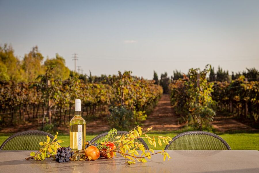 Alghero: Wine and Olive Oil Tasting at a Local Farm - Why the vineyard walk is worth considering