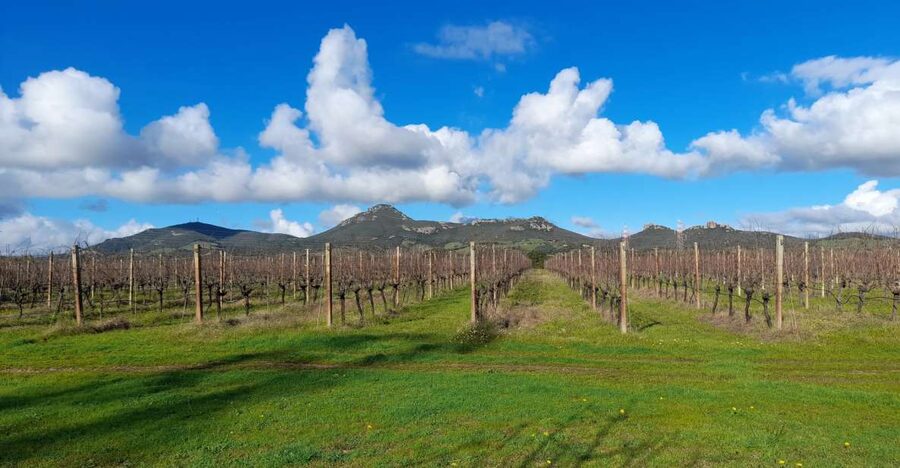 Alghero: wine tasting w/ local aperitif in the vineyard - A family vineyard outside Alghero
