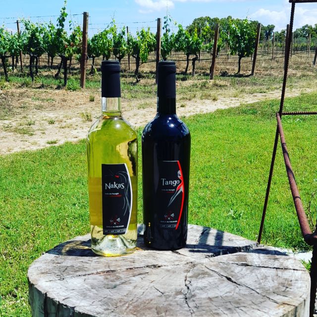 Alghero: wine tasting w/ local aperitif in the vineyard - How much value do you get for $61?