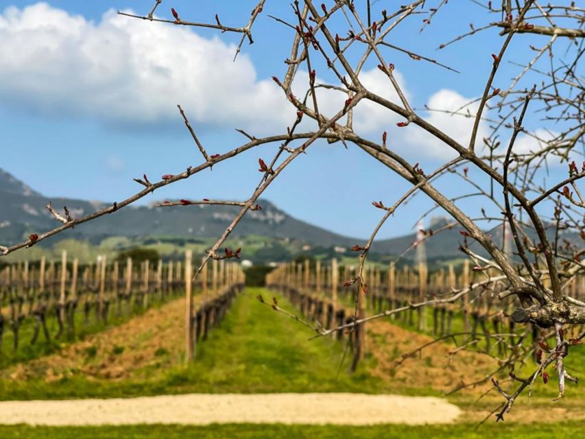 Alghero: wine tasting w/ local aperitif in the vineyard - Timing, comfort, and practical details