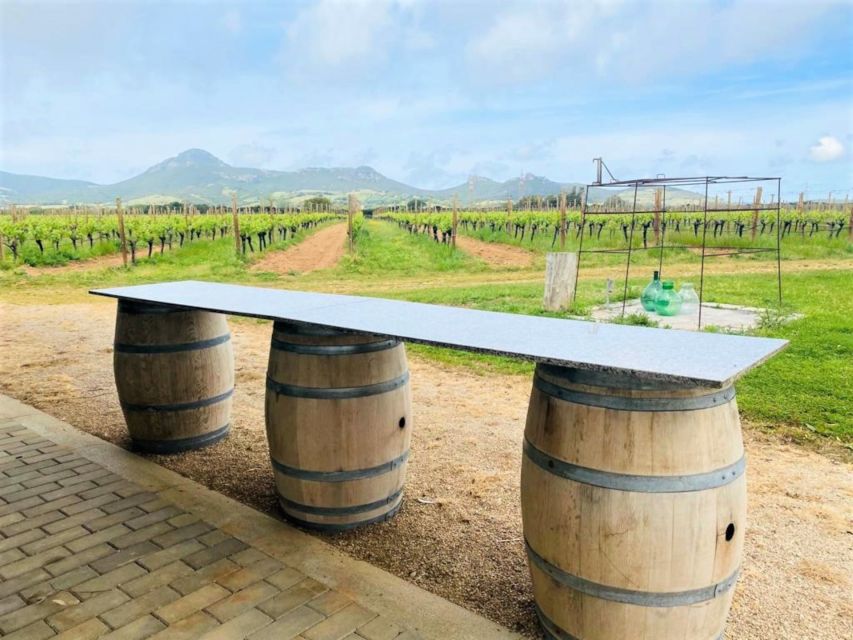 Alghero: wine tasting w/ local aperitif in the vineyard - Four wines, four different jobs at the table