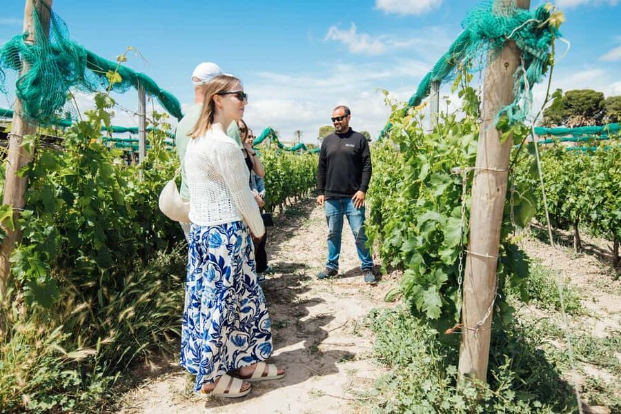 Alicante: Small-Group Countryside Wine Tour with 4 Tastings - Walking the vines and learning how wine is made