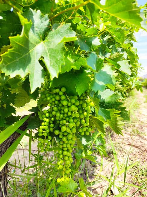 Alicante: Small-Group Countryside Wine Tour with 4 Tastings - Four wines, light snacks, and a slow tasting