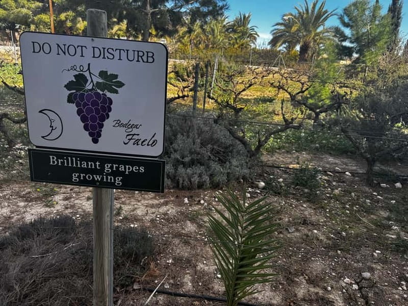 Alicante; Wine Tour, Wineries, Food and Transfer included - Why the tapas matter at this $77 price