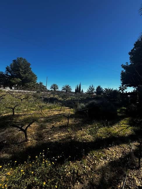 Alicante; Wine Tour, Wineries, Food and Transfer included - What the experience gets right