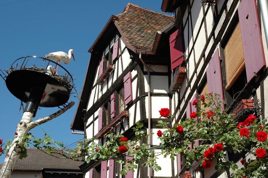 Alsace Half-Day Wine Tour from Strasbourg - Is $153 Good Value for Four Hours?
