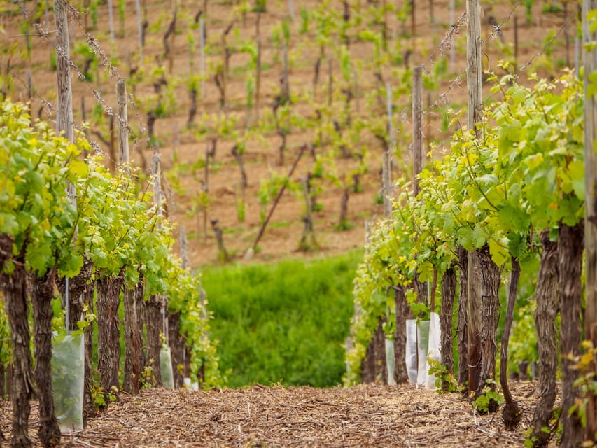 Alsace Half-Day Wine Tour from Strasbourg - Who Will Enjoy This Half-Day Tour?