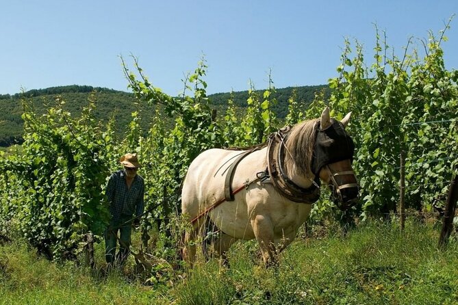 Alsace wine tour and medieval villages. Small group guided tour - Price, inclusions, and real value