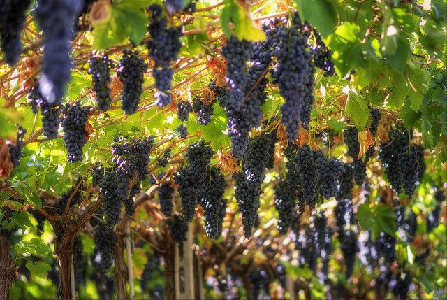 Amarone Wine Tour & Tasting from Venice, Padua or Verona - From Verona to the Valpolicella hills