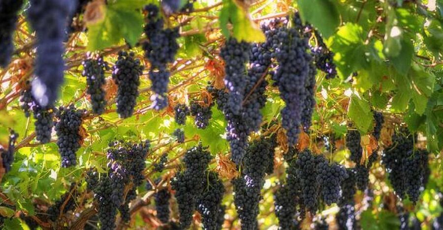 Amarone Wine Tour & Tasting from Venice, Padua or Verona - Five wines, matched with local cheese