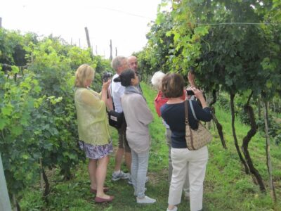 Amarone Wine Tour & Tasting from Venice, Padua or Verona