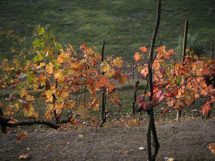 Amarone Wine Tour & Tasting from Venice, Padua or Verona - Mario Piccinin and the human side of the tour