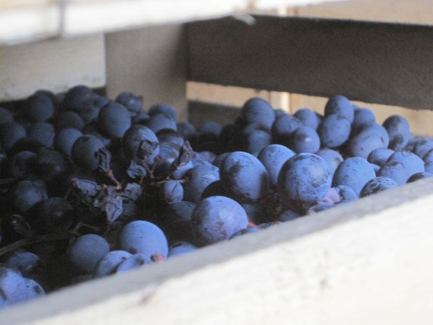 Amarone Wine Tour & Tasting from Venice, Padua or Verona - Is $542.03 a fair price?