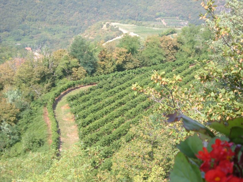 Amarone Wine Tour & Tasting from Venice, Padua or Verona - Who should book this Valpolicella day?