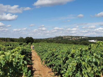 Apulia: Guided Wine Tasting with Local Appetizers