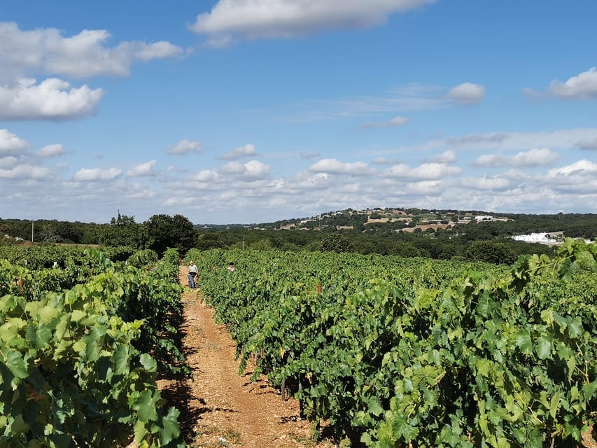 Apulia: Guided Wine Tasting with Local Appetizers - Four wines made from Apulian grape varieties
