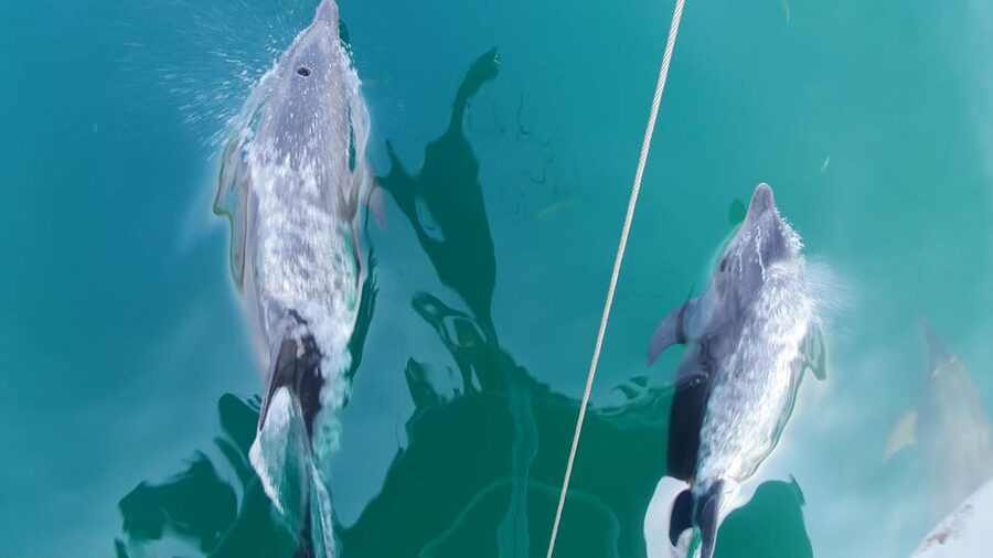 Argostoli: Full-Day Boat Trip with Lunch & Wine - Who will enjoy the Queen Bee trip