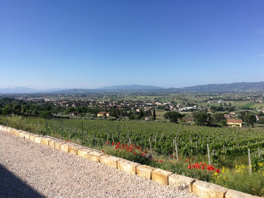 Assisi: Organic Balsamic Vinegar, Olive Oil & Wine Tour - Five wines, oil, vinegar, and a very generous table