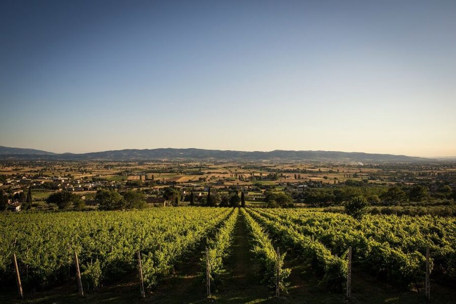 Assisi: Organic Winery Tour with Tastings & Typical Food - Useful planning details for your Assisi day