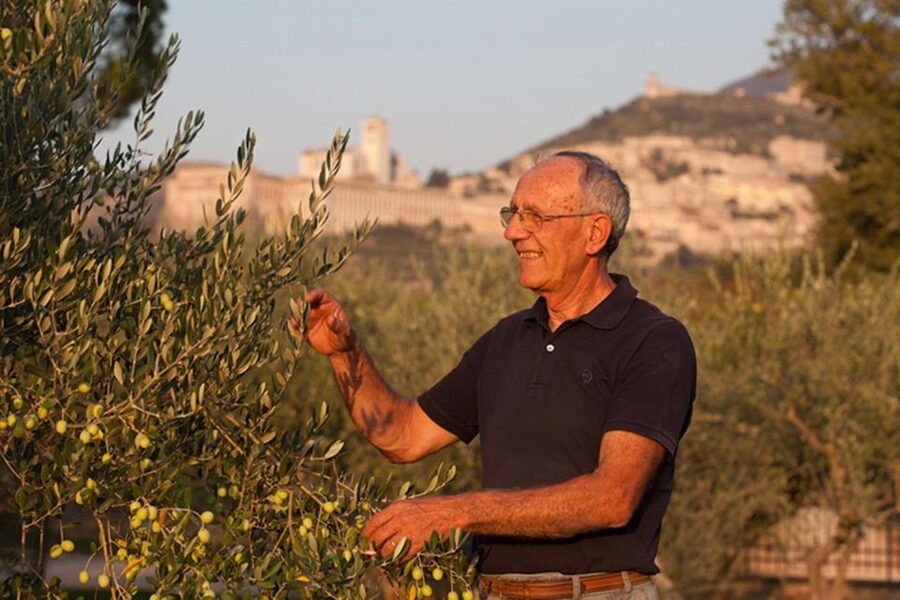 Assisi: Wine tasting, gourmet pairing, walk in the vineyards - Should you book the Vineyard of Assisi?