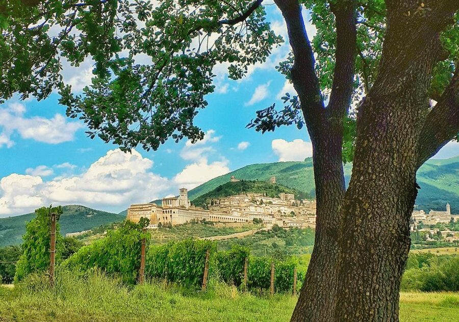 Assisi: Wine tasting, gourmet pairing, walk in the vineyards - Four wines and a small Umbrian feast