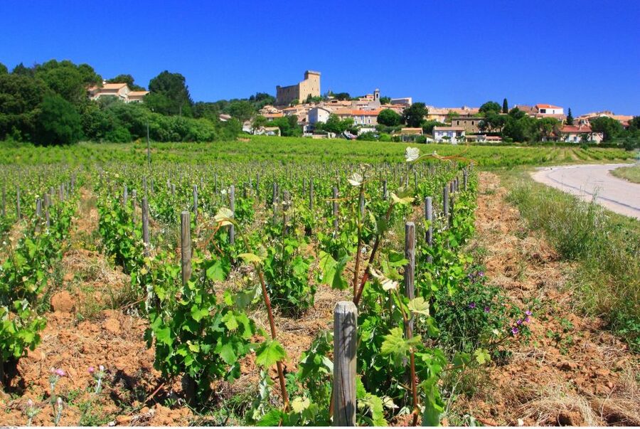 Avignon: Full-Day Wine Tour around Châteauneuf-du-Pape - Why this Rhône wine day works so well
